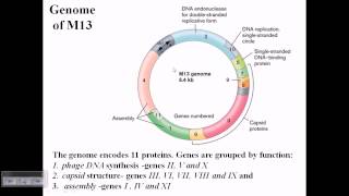 M13 phage genome structure [upl. by Irual]