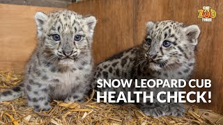 Snow Leopard Cub HEALTH CHECK  One Zoo Three [upl. by Froma]