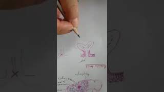 Learn to draw Palatine tonsil histology for MBBS students [upl. by Ihsorih]