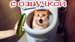 Приколы с котами КОТ ЗАСТРЯЛ Смешные коты С ОЗВУЧКОЙ Самые смешные животные [upl. by Kelly69]