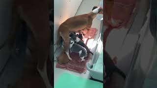 Marchwind italian greyhound puppies out of Tizzie [upl. by Farrish278]