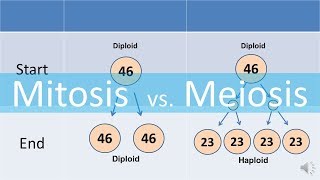 Mitosis vs Meiosis updated [upl. by Greenes]