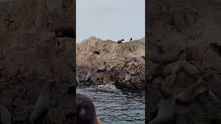 Islas Ballestas en Peru 🇵🇪 [upl. by Emlynn]