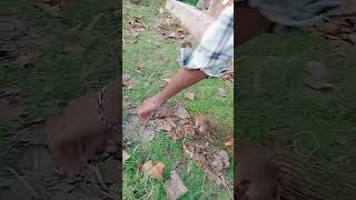 Cat 😺 catching mouse 🐁youtubeshorts emotional sad shorts [upl. by Hobard122]