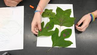 How to Make Leaf Rubbings  HustonBrumbaugh Nature Center [upl. by Hoban]