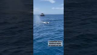 Humpback Whale Watching  Competition Run  Maui Hawaii whalewatching [upl. by Enelra838]