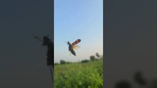 Bumblebee Wing Sound 🐝 bumblebee VillageWildAdventures [upl. by Armillas547]