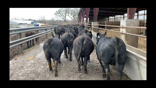 Bedding Cattle [upl. by Hada297]