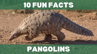 Pangolins 10 Fun Facts Animals Education Learning [upl. by Jereme]