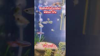 Planted tank setup guppy neontetras zebrafish fish aquarium goldfish betta pets music [upl. by Esmeralda697]