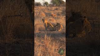 Kruger National Park  Lion Cubs [upl. by Anitsyrc]