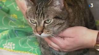 Ker Kazh  pour que les chats abandonnés retrouvent une nouvelle maison [upl. by Ardnekat]