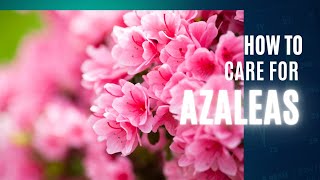 Azalea Bush Care  How to prune azalea  How to fertilize azalea 🌿🌿 [upl. by Goren486]