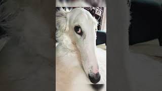 This Borzoi is a Rizzler [upl. by Nylecyoj780]