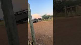 Big Elephant tries to topple over a Safari truck in The Pilanesberg National park in South Africa [upl. by Asilanom]