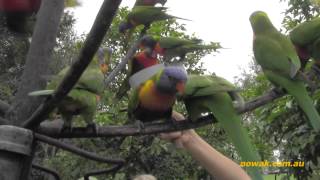 Australia papugi rainbow lorikeets Nowak i Potomek karmiąca ptaki [upl. by Ahseinar]