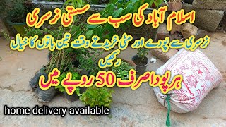 winter plants shoppingsub Sy sasti nursery reasonable plant nursery in Islamabadسردیوں کے پھول [upl. by Eniamej439]