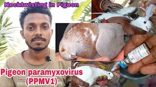 Discussion on neck twisting or Pigeon paramyxovirus PPMV1 and its treatment and vaccination [upl. by Saxon]