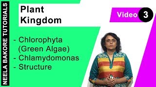 Plant Kingdom  NEET  Chlorophyta Green Algae  Chlamydomonas  Structure  Neela Bakore Tutorials [upl. by Auohs42]