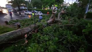 Verschillende bomen omgevallen nabij kabinet president na hevige rukwinden [upl. by Evers]