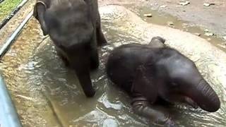 Pinnawala Elephant Orphanage baby elephants playing in the water [upl. by Anitnahs]