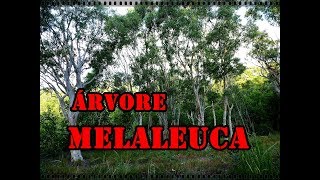 MELALEUCA ÁRVORE MEDICINAL  VOCÊ CONHECE [upl. by Icyak137]