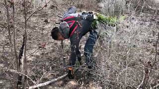 Tree Planters Planting MCP Container Loblolly Pine February 2022 Video 2 of 2 [upl. by Cerelia368]