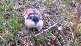 Angry lemming attacking camera [upl. by Etteuqal]