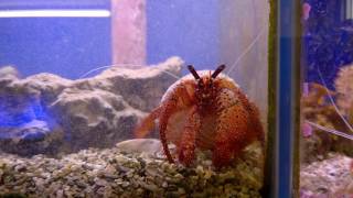 White spotted hermit crab Dardanus megistos [upl. by Sirahs991]