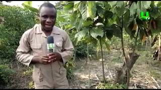 AYEKOO Cocoa production in Ghana [upl. by Dyer974]