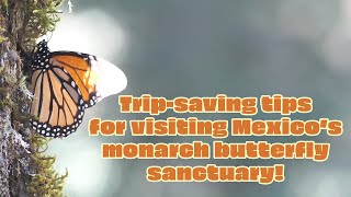 Tips for your time at the monarch butterfly sanctuary in Mexico [upl. by Burd]