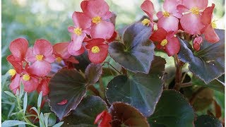 How to Plant a Begonia  Begonias [upl. by Appleby]