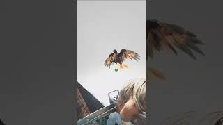 Je tame mon premier Argentavis  ark arksurvivalevolved gaming taming argentavis [upl. by Adli]