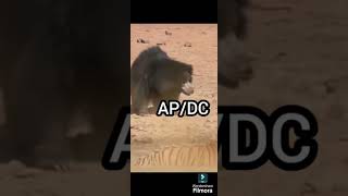 Sloth bear VS spectacled bear animalsanimaleseditdebatesgozillavskongversusversusbattle [upl. by Aisiat]