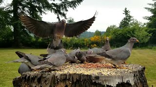 BandTailed Pigeons [upl. by Alyakam]