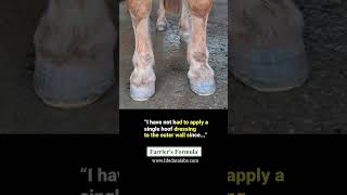 Victorias horse had shoeloss trauma thin flaky hoof walls and bruising Shorts horselover [upl. by Barfuss]