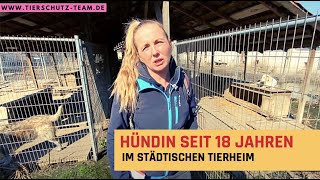 Seit 18 Jahren ist diese Hündin in dem Tierheim [upl. by Rinna]