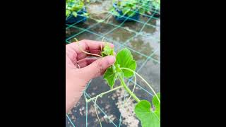 এই ভুলটি কখনোই করবেন না 🌿gardening everyone [upl. by Adim241]