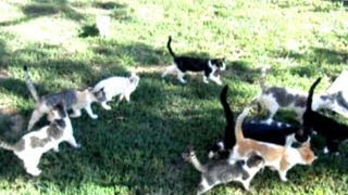 Cat Herd Stampede [upl. by Barbey]