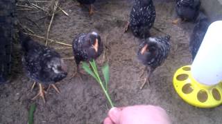 Barred Rocks and Silver Laced Wyandottes [upl. by Ssej344]