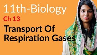 Transport of Respiration Gases Biology  Biology Ch 13 Gaseous Exchange  FSc Part 1 Biology [upl. by Oiramad]