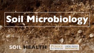 Soil Basics Soil Microbiology [upl. by Bogoch]