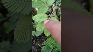 Mimosa pudica movement shorts kitubhai [upl. by Menon864]