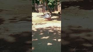 Muscovy duck duck duckbill lovelyduck swan meeting swans animals animalworld chicken [upl. by Acimaj]