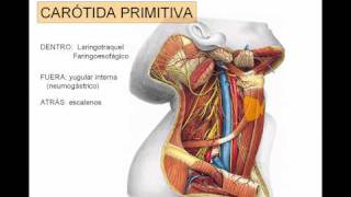 carotida exerna [upl. by Alol]