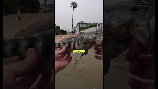 fishing saltwater freshwater saltwaterfish tarpon snook bass [upl. by Katrine525]