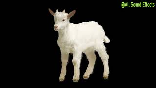 Baby Goat Sound Effect [upl. by Tate]