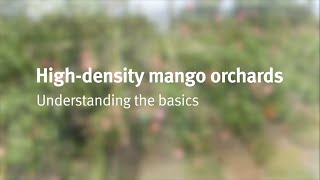 Highdensity mango intensification the basics [upl. by Velick]