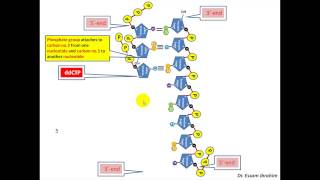 Chain Termination Sanger method DNA sequencing English Dr Essam Ibrahim [upl. by Sicular]