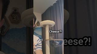 My cat loves cheese [upl. by Reed]